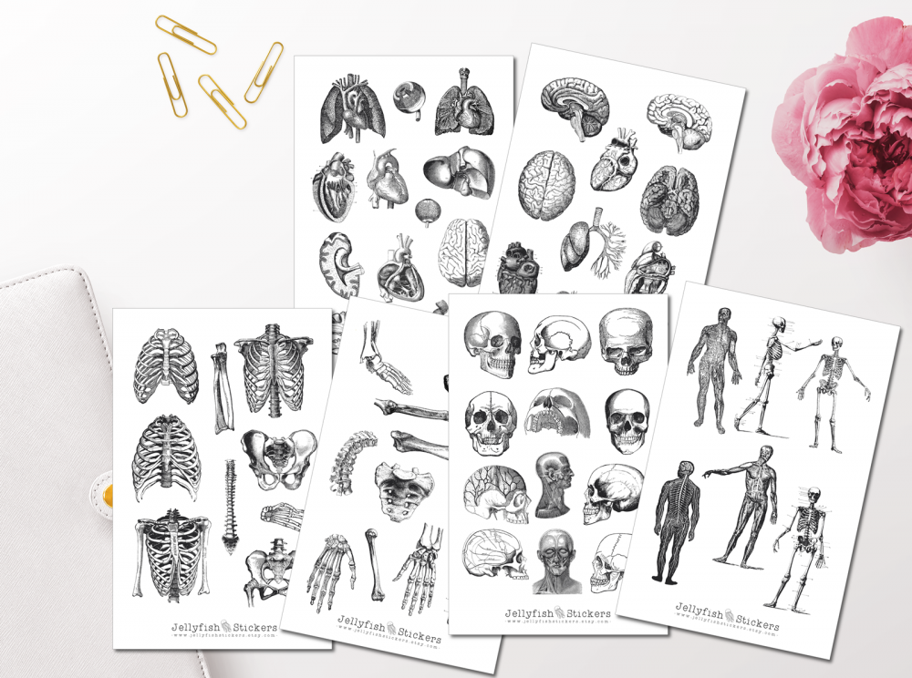 Vintage Anatomie Sticker Set